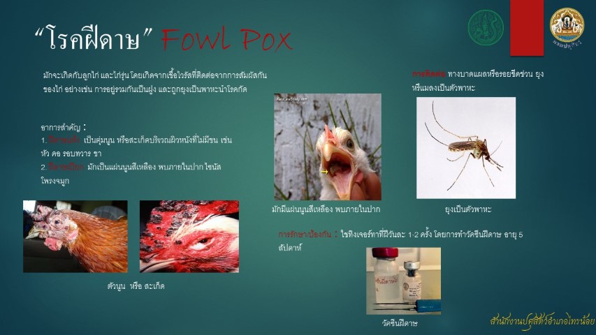 05-โรคฝีดาษ Fowl Pox