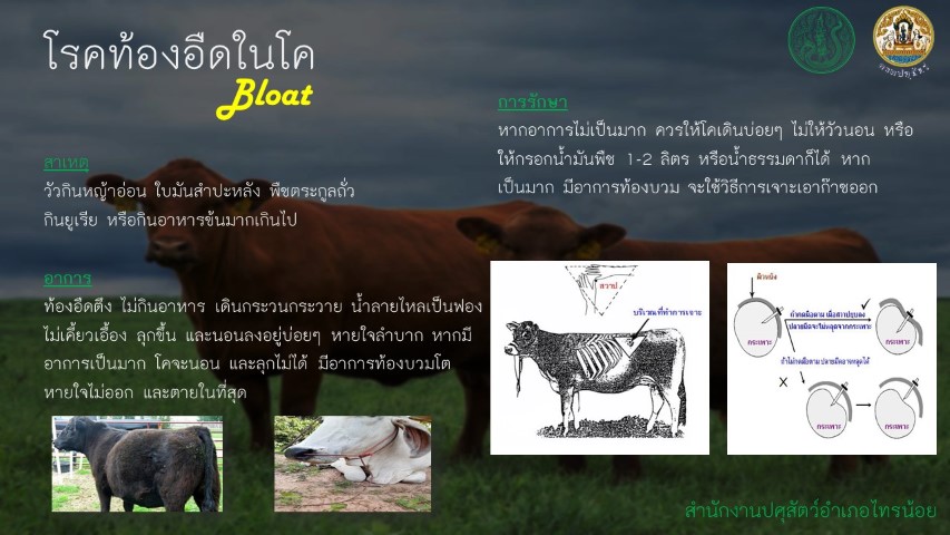 11-โรค Bloat cattle