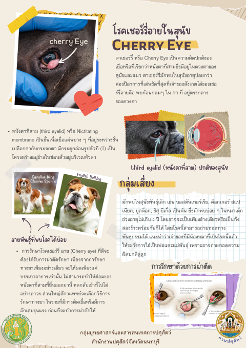 12-โรคเชอร์รี่อาย (Cherry Eye)