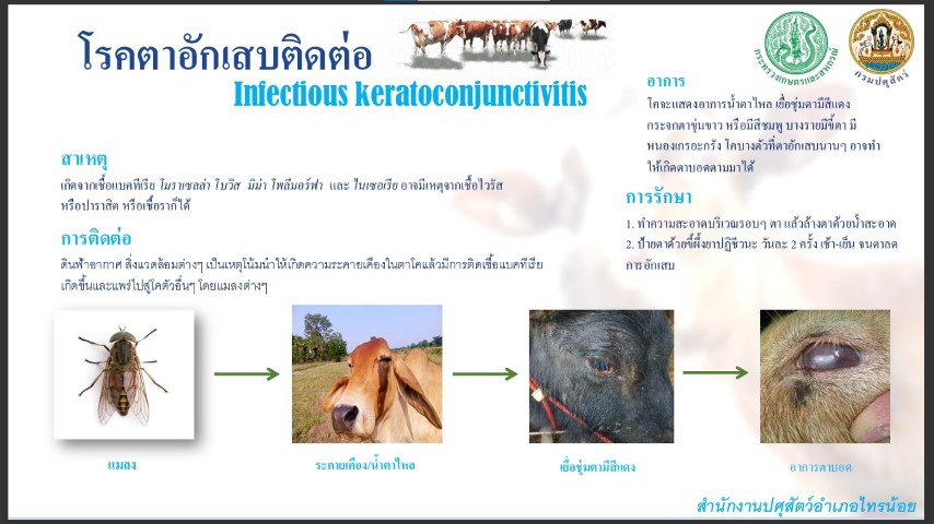 07-โรคตาอักเสบติดต่อ