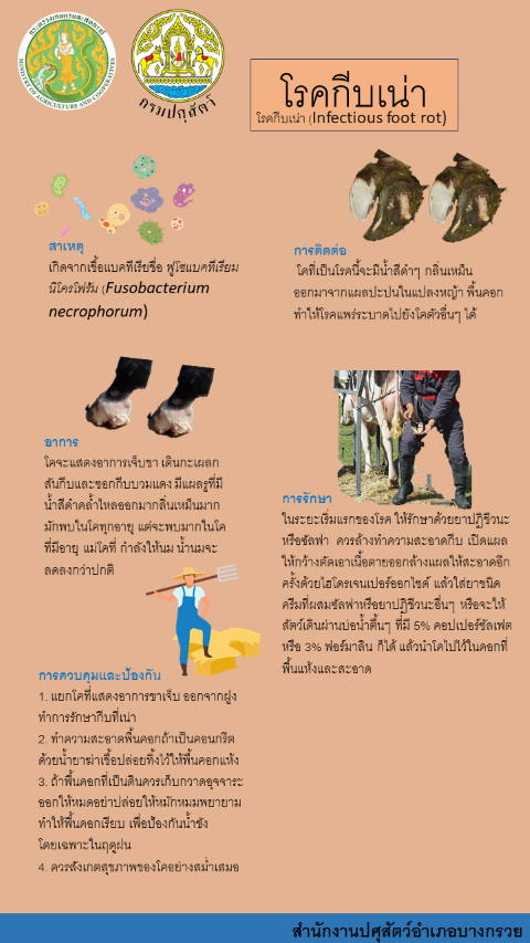 09-โรคกีบเน่า