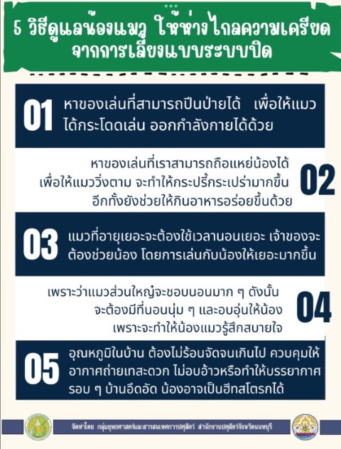 09-๕ วิธีดูแลน้องแมวให้ห่างไกลความเครียดจากการเลี้ยงแบบระบบปิด