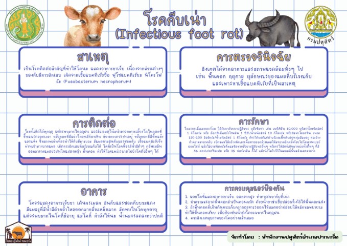 11-โรคกีบเน่า
