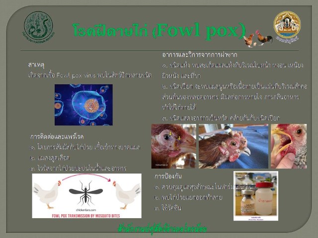 11-โรคฝีดาษไก่