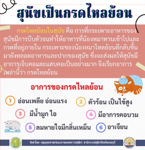11-ประโยชน์ของการทำหมันแมว