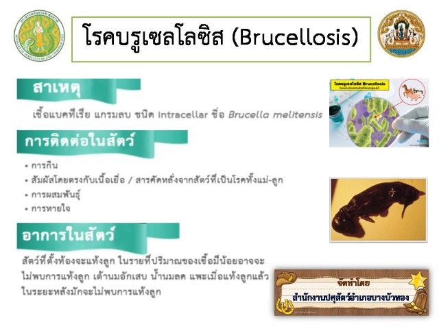 12-โรคบรูเซลโลซิส
