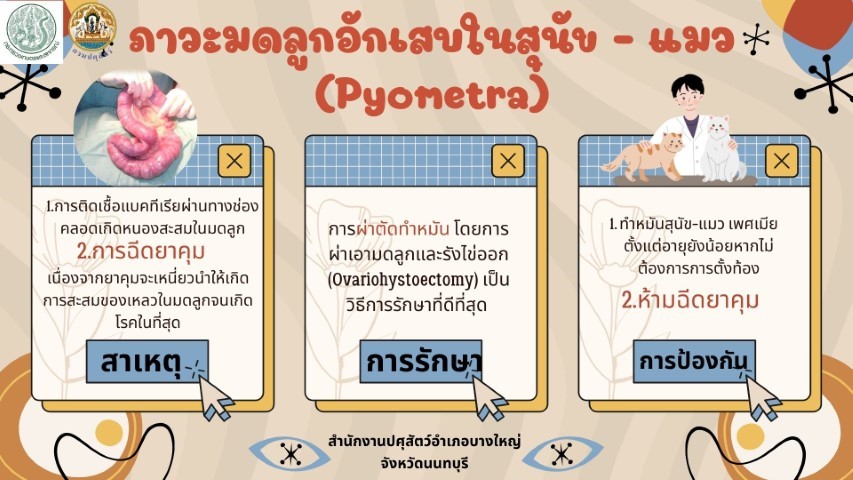 12-โรคมดลูกอักเสบในสุนัข-แมว