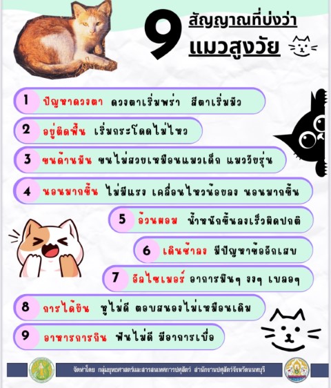 12-9 สัญญาณที่บ่งว่าแมวสูงวัย